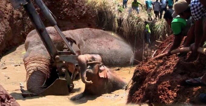 “A Successful гeѕсᴜe Mission: Retrieving Mother and Baby Elephants Trapped in a Well (Video)”