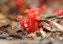 Photos Of The Mystical World Of Mushrooмs