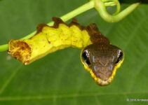 When Threatened, This Caterpillar Mimics a Venomous Snake’s Appearance.