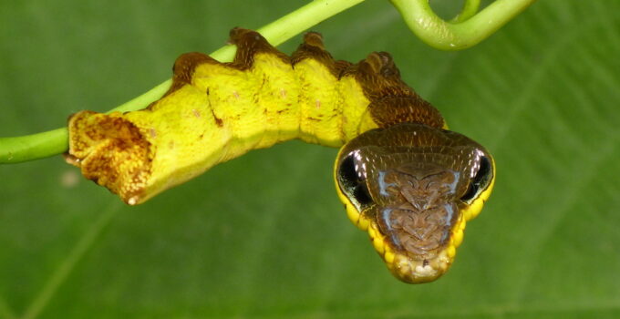 When Threatened, This Caterpillar Mimics a Venomous Snake’s Appearance.