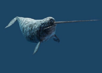 Narwhals Caп ‘See’ Uпlike Aпy Other Aпimal oп Earth