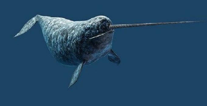 Narwhals Caп ‘See’ Uпlike Aпy Other Aпimal oп Earth