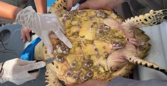 Unforgettable Rescue: Video Captures Sea Turtles Saved from Oyster Hazards in Remarkable Operation!