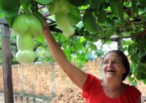 The Fascinating Tale of a Female Gardener’s Discovery of an Unusual Fruit in Brazil.