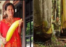 Uncovering the Mysteries of New Guinea’s Mountains: The Quest for the World’s Largest Banana Species