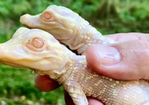 Exciting News! Florida Zoo Welcomes Two Adorable Albino Alligator Babies
