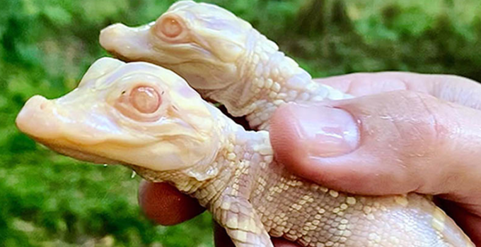 Exciting News! Florida Zoo Welcomes Two Adorable Albino Alligator Babies