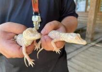 Wild Florida Zoo Welcomes Two Adorable Albino Alligator Babies: A Rare and Exciting Addition!