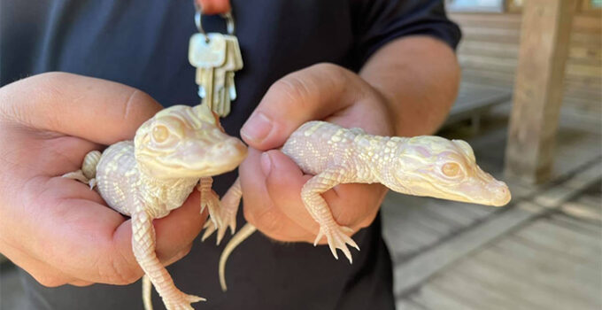 Wild Florida Zoo Welcomes Two Adorable Albino Alligator Babies: A Rare and Exciting Addition!