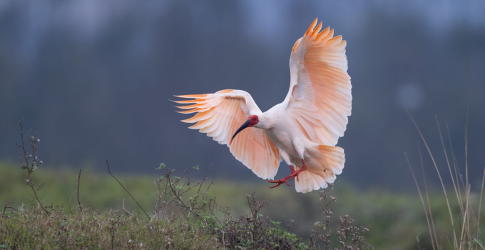 Wings of Hope: the inspiring journey to rescue the crested ibis