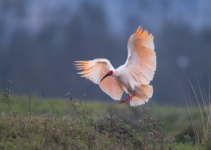 Wings of Hope: the inspiring journey to rescue the crested ibis