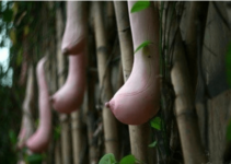 The most bizarre and easily misleading trees on Earth