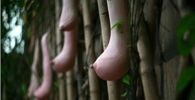 The most bizarre and easily misleading trees on Earth