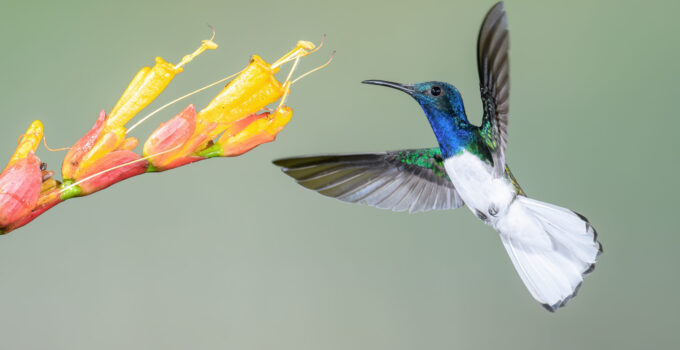 Charming Elegance in Flight: Unraveling the Allure of the White-collared Jacobean Hummingbird