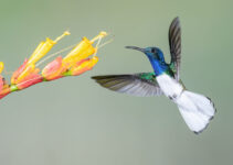 Charming Elegance in Flight: Unraveling the Allure of the White-collared Jacobean Hummingbird