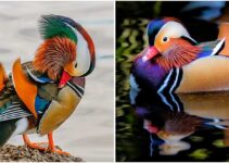 Spectacular Multi-Colored Plumage And Unique Shape, The Mandarin Duck Is Rocking The World Of Birds