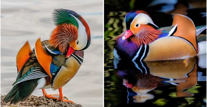 Spectacular Multi-Colored Plumage And Unique Shape, The Mandarin Duck Is Rocking The World Of Birds