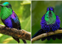 Meet The Crowned Woodnymph, An Exquisite Tiny Bird With Shimmering Iridescent Blue And Green Plumage