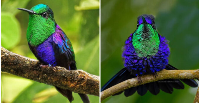 Meet The Crowned Woodnymph, An Exquisite Tiny Bird With Shimmering Iridescent Blue And Green Plumage