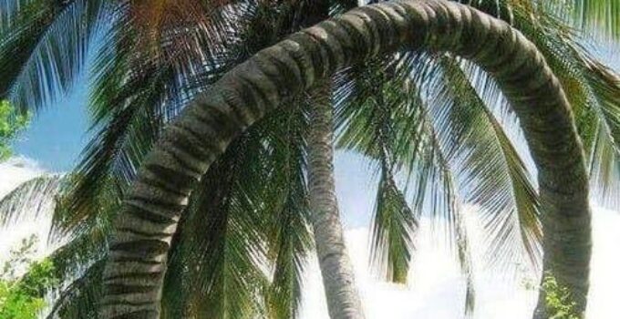 Nature’s Illusion: The Incredible Flying Python Coconut Tree That Leaves Onlookers in Awe