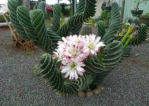 Spiral Cactus, a bizarre plant