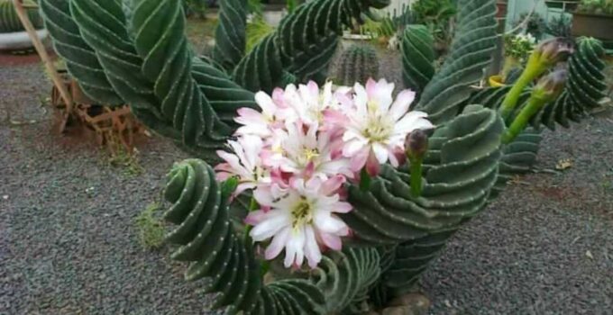 Spiral Cactus, a bizarre plant