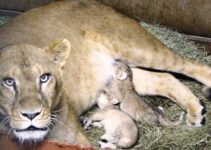 Adorable Arrival: Witness the Debut of Three Lion Cubs at Woodland Park Zoo in an Exclusive Video!