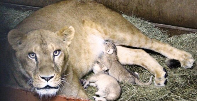 Adorable Arrival: Witness the Debut of Three Lion Cubs at Woodland Park Zoo in an Exclusive Video!