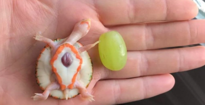 An Albino Baby Turtle with Its Heart Beating Outside Its Body Defies All Odds to Survive