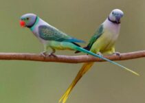 Malabar Parakeet Unveiled: A Vivid Tapestry of Nature’s Brilliance ‎