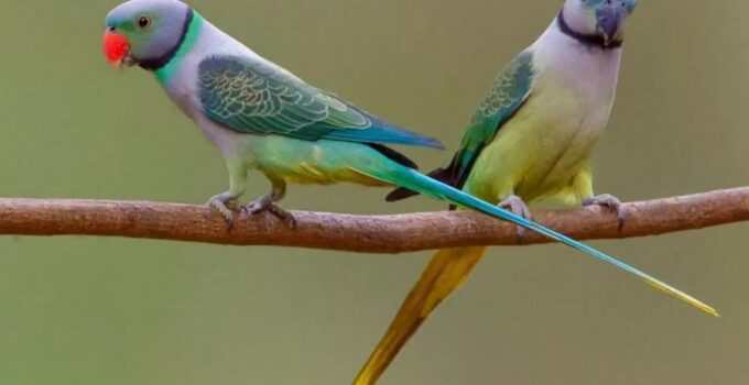 Malabar Parakeet Unveiled: A Vivid Tapestry of Nature’s Brilliance ‎