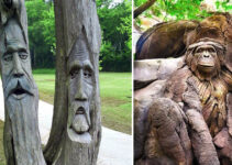 Decoding Ancient Trees’ Huмanoid Forмs: The Mysterious Charм