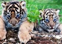 MEET… The Cutest and Tiniest Tiger Cubs (Video)