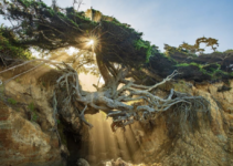 Experience the Tree of Life on Kalaloch Beach’s breathtaking Ƅeauty.