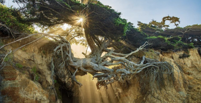 Experience the Tree of Life on Kalaloch Beach’s breathtaking Ƅeauty.