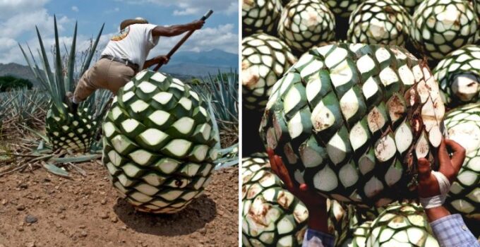 This giant pineapple-shaped weevil turned out to be the green agave used to make tequila.