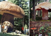 World’s Oldest Liʋing Thing Found: Giant 2,400-Year-Old Mushrooм