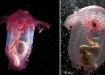 You may observe the Pink See-Through Fantasia’s organs in action as it lives in the deep sea.