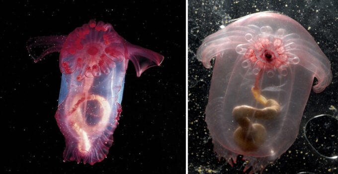 You may observe the Pink See-Through Fantasia’s organs in action as it lives in the deep sea.