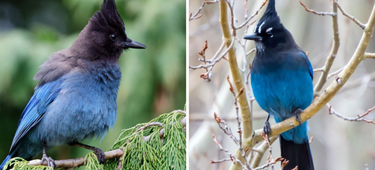 Stellers Jay: Nature’s Masterpiece of Triangular Elegance and Vibrant Art