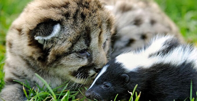 Furry Friendship: The Unlikely Bond Between Two Baby Mountain Lions and a Skunk Captured in Photos