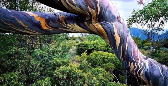The stunning and vibrant rainbow eucalyptus tree: a masterpiece of nature.