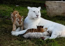 Discover the Adorable World of a Vibrant Tiger Family: Precious Cubs and Their Stunning Mom (Video)