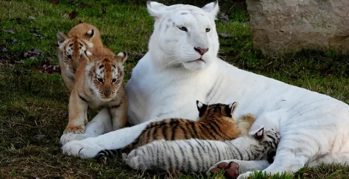 Discover the Adorable World of a Vibrant Tiger Family: Precious Cubs and Their Stunning Mom (Video)