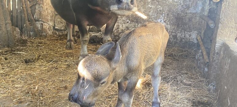Miracle or Mystery? Newborn Calf Stuns Local Community with Two Heads, Dual Mouths, Twin Noses, Two Tongues, and Three Eyes