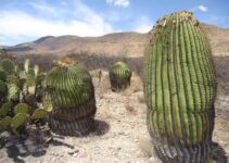 Uncovering the Fascinating Life Story of a 200-Year-Old Giant Saguaro Cactus: A Tale of Endurance, Survival, and Wonder