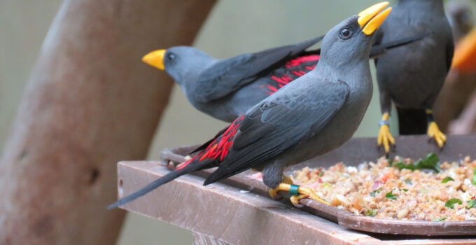 Enchanting Avian Beauty: The enchanting song of a gregarious bird with ruby splendor!