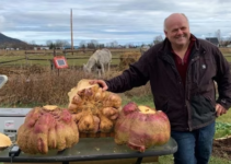 Canadian Man Sets World Record for Growing Heaviest Turnip Weighing 29 Kgs