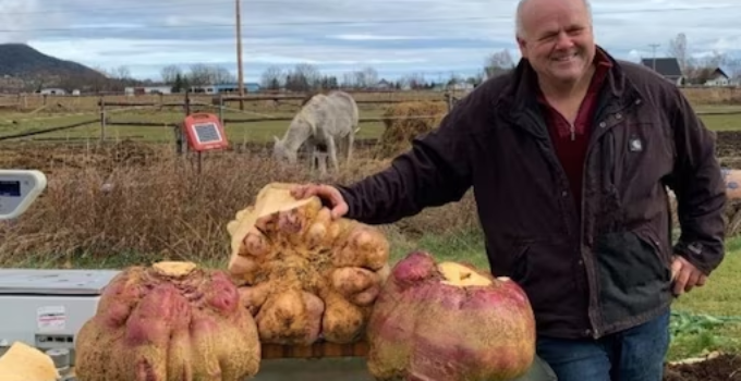 Canadian Man Sets World Record for Growing Heaviest Turnip Weighing 29 Kgs