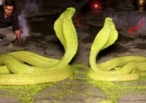 Glimmering Surprise: Villagers Astonished by Golden Snakes Glowing in the Darkness!